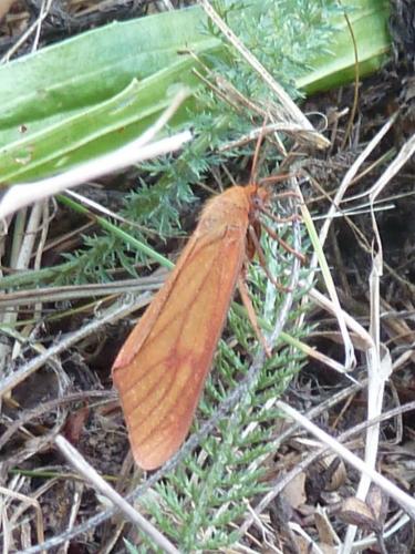 Diacrisia sannio